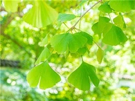 Extracto de ginkgo biloba