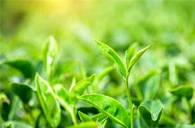 Galato de epigalocatequina (EGCG)